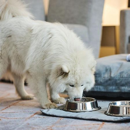 Sheraton Poznan Hotel Luaran gambar A Samoyed puppy