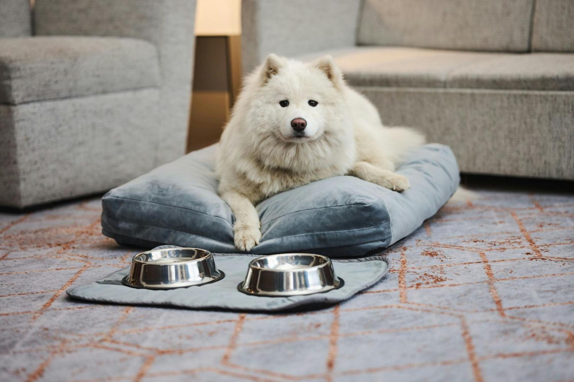 Sheraton Poznan Hotel Luaran gambar A Samoyed dog