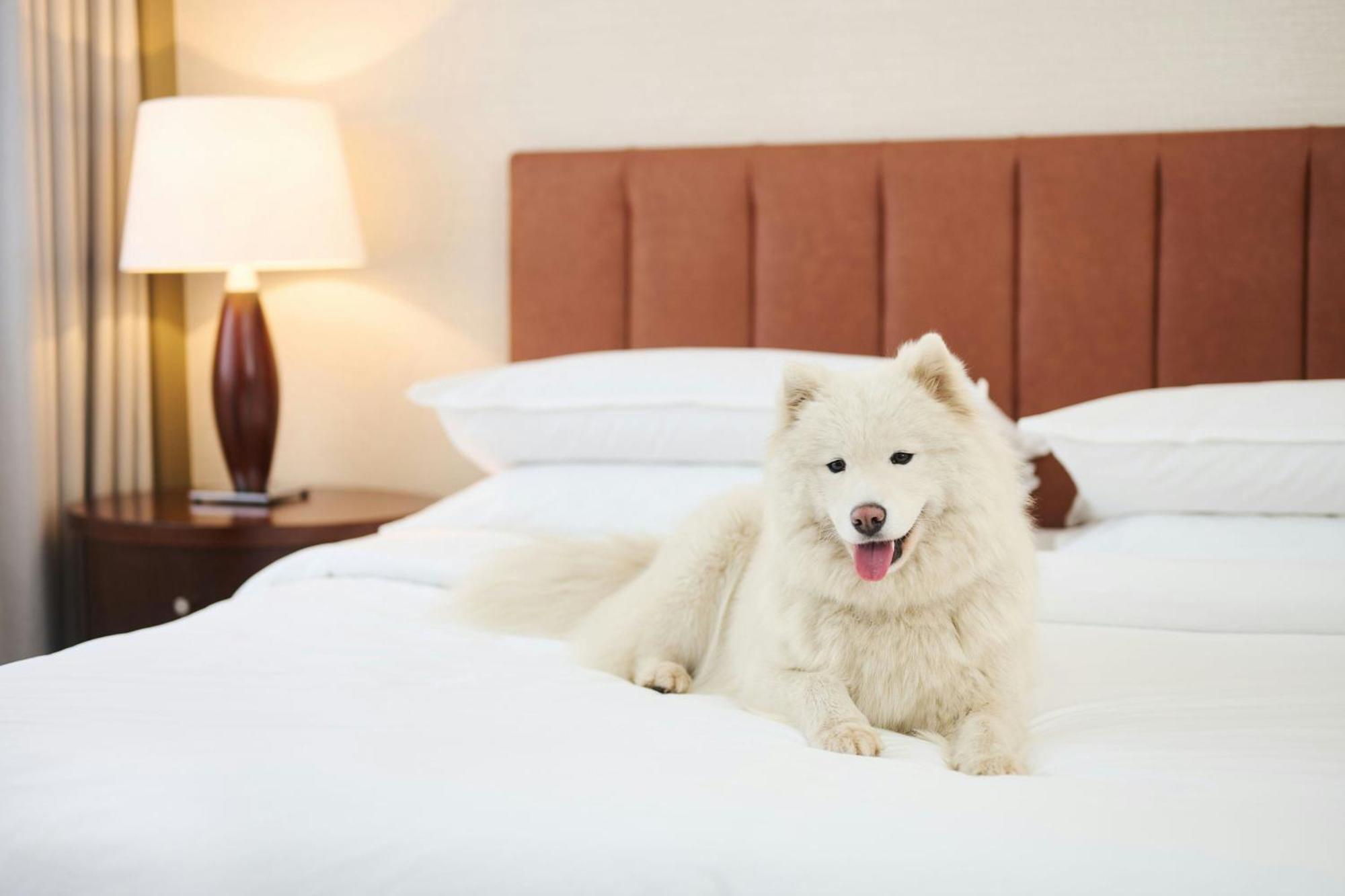 Sheraton Poznan Hotel Luaran gambar A Samoyed on a bed
